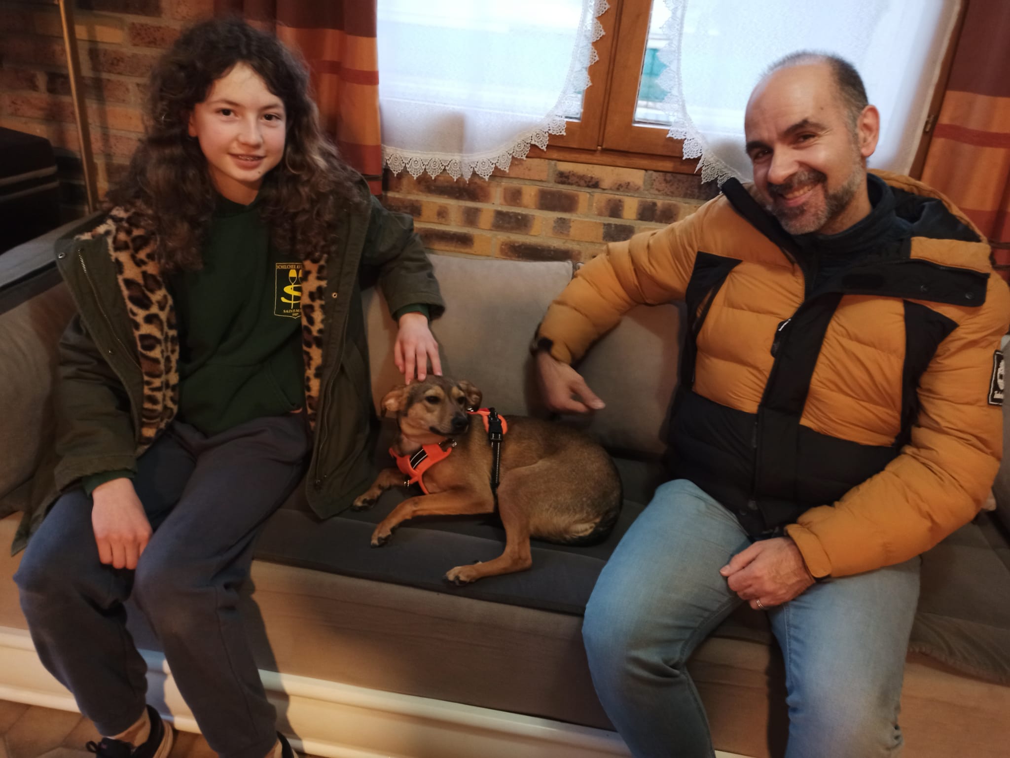 Chiens à adopter
